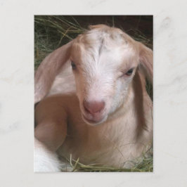 Cartão Postal Cartão-postal do Kid Goat