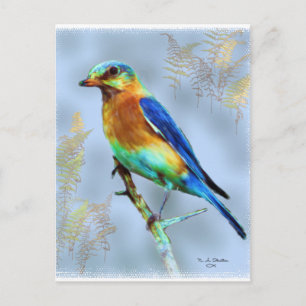 Cartão Postal Cartão-postal do Leste Bluebird