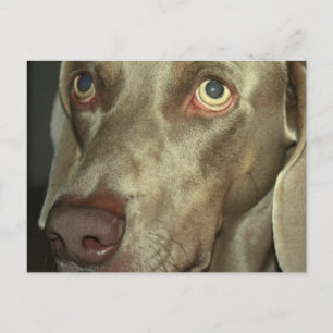 Cartão Postal Cartão-postal do Love Weimeraner