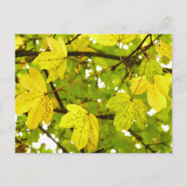 Cartão Postal Cartão-postal do Mapeamento de Campo Amarelo