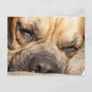 Cartão Postal Cartão-postal do Mastiff para Dormir