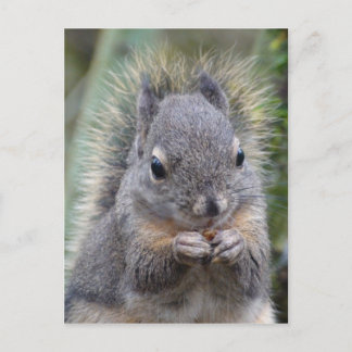 Cartão Postal Cartão-postal do meu Felpudo Amigo