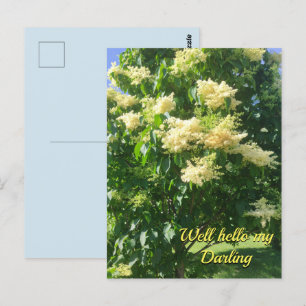 Cartão Postal Cartão-postal do meu Querido