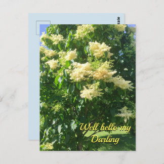 Cartão Postal Cartão-postal do meu Querido