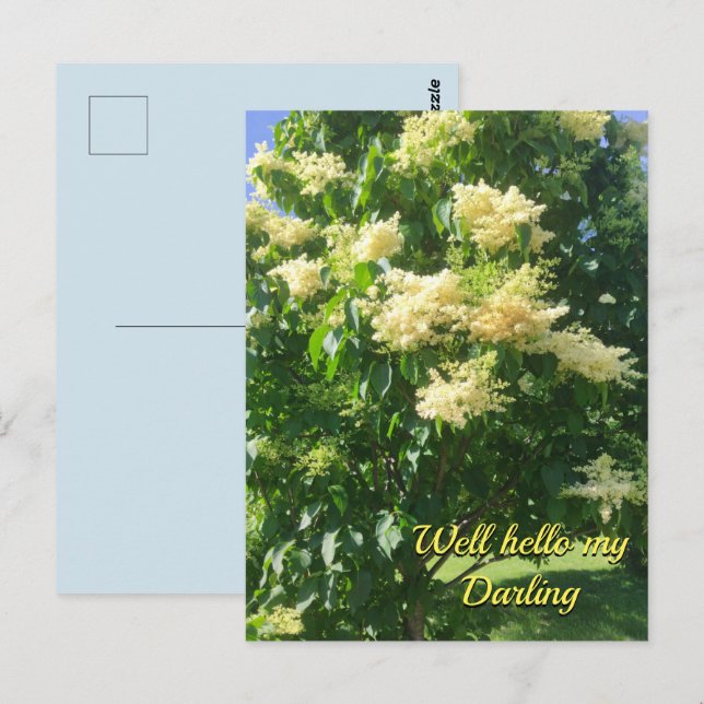 Cartão Postal Cartão-postal do meu Querido (Frente/Verso)