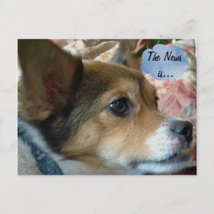 Cartão Postal Cartão-postal do News Dog