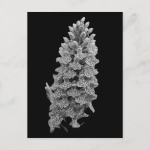 Cartão Postal Cartão-postal do Norte Marsh Orchid