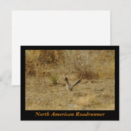 Cartão Postal Cartão-postal do North American Roadrunner