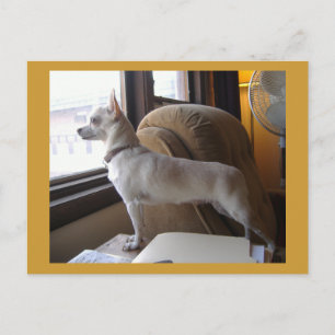 Cartão Postal Cartão-postal do Office Chihuahua
