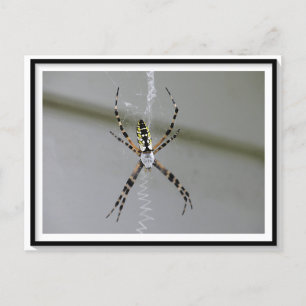 Cartão Postal Cartão-postal do Orb Weaver Spider