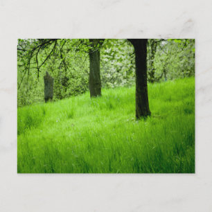 Cartão Postal Cartão-postal do Orchard