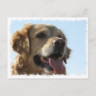 Cartão Postal Cartão-postal do ouro Retriever