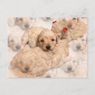 Cartão Postal Cartão-postal do ouro Retriever