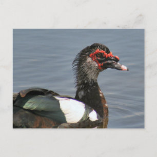 Cartão Postal Cartão-postal do Pato Muscovy Masculino