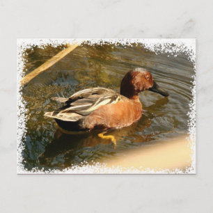 Cartão Postal Cartão-postal do Pato Teal Cinnamon