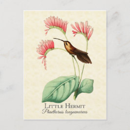 Cartão Postal Cartão-postal do pequeno Hermit Hummingbird