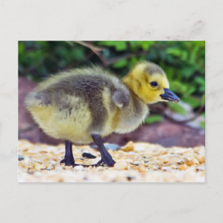 Cartão Postal Cartão-postal do Pintinho Goose