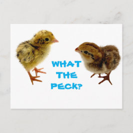 Cartão Postal Cartão-postal do Pintinho Quail