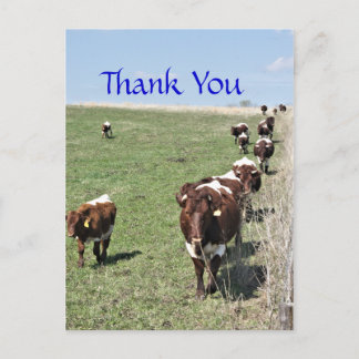 Cartão Postal Cartão-postal do Pinzgauer Cattle 8371 - personali