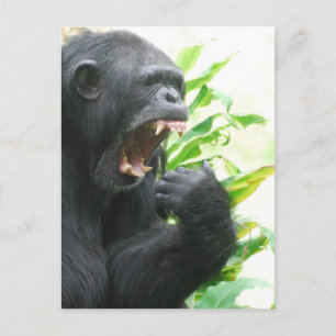 Cartão Postal Cartão-postal do Presas Chimp