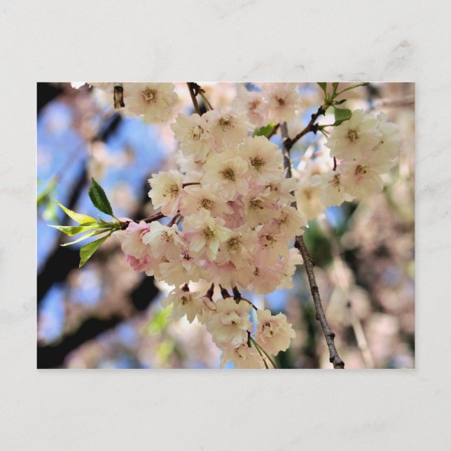 Cartão Postal Cartão-postal do Primavera cor-de-rosa (Frente)