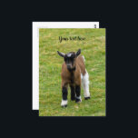 Cartão Postal Cartão-postal do Pygmy Goat Kid<br><div class="desc">Fotografia de uma Criança de Cabra Pigmeus.</div>