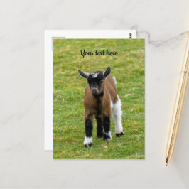 Cartão Postal Cartão-postal do Pygmy Goat Kid