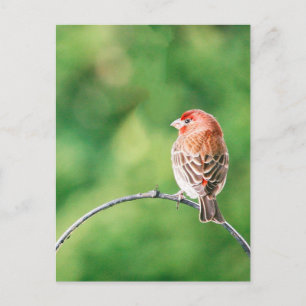 Cartão Postal Cartão-postal do Real Photo House Finch Nature Bir
