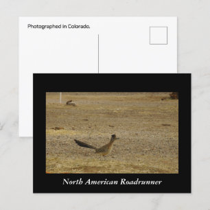 Cartão Postal Cartão-postal do Real Roadrunner