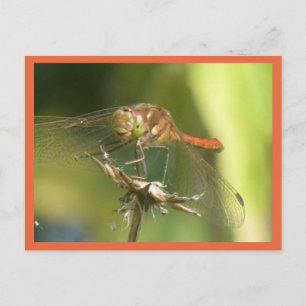 Cartão Postal Cartão-postal do Red Dragonfly Close