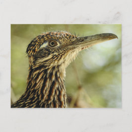 Cartão Postal Cartão-postal do Roadrunner