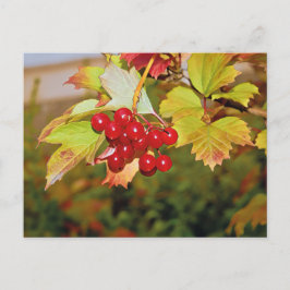 Cartão Postal Cartão-postal do Rosa Red Berries Viburnum Guelder