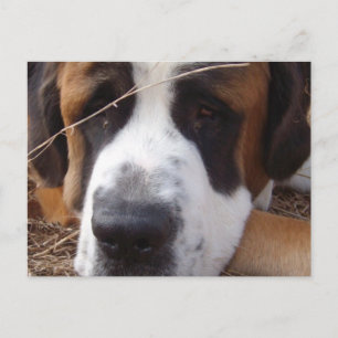 Cartão Postal Cartão-postal do santo Bernard Dog