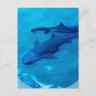 Cartão Postal Cartão-postal do Shark