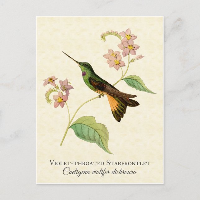 Cartão Postal Cartão-postal do Starfrontlet Hummingbird (Frente)