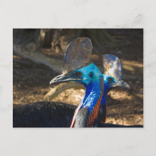 Cartão Postal Cartão-postal do Sul Cassowary