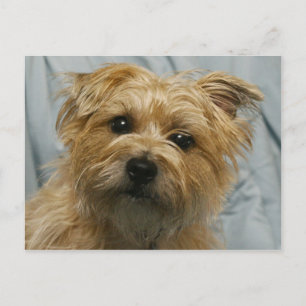 Cartão Postal cartão-postal do terrier de orelhas caídas