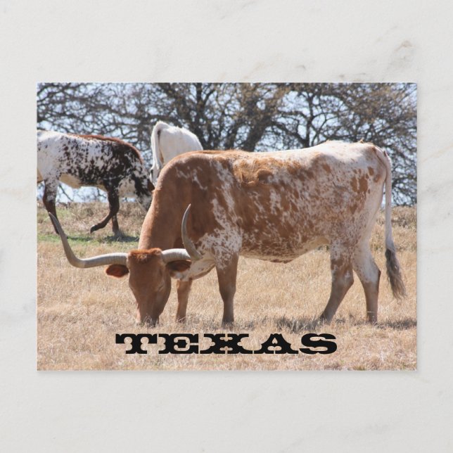 Cartão Postal Cartão-postal do Texas Longhorn (Frente)
