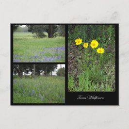 Cartão Postal Cartão-postal do Texas Wildflower