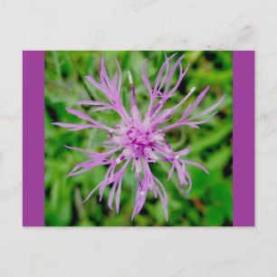 Cartão Postal Cartão-postal do Thister Blossom