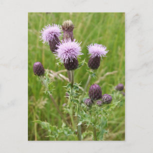 Cartão Postal Cartão-postal do Thistles