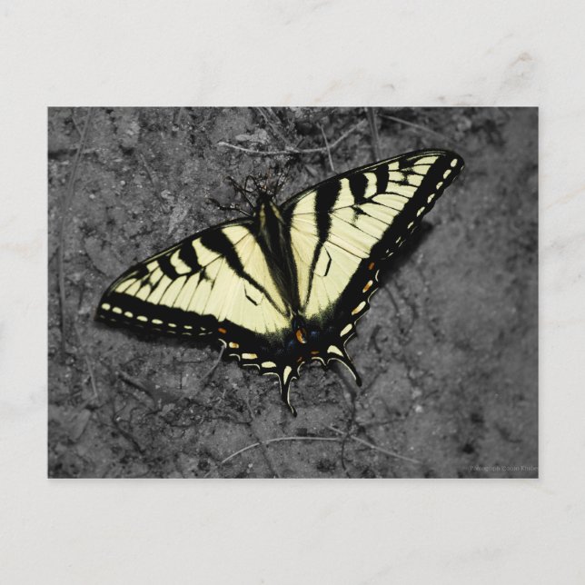 Cartão Postal Cartão-postal do Tigre Oriental (Frente)