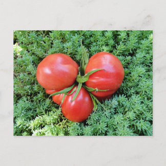 Cartão Postal Cartão-postal do Tomato Heart