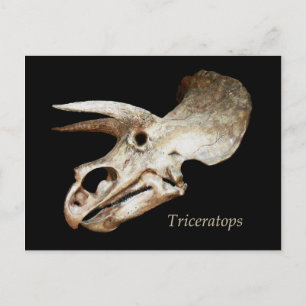 Cartão Postal Cartão-postal do Triceratops Skull
