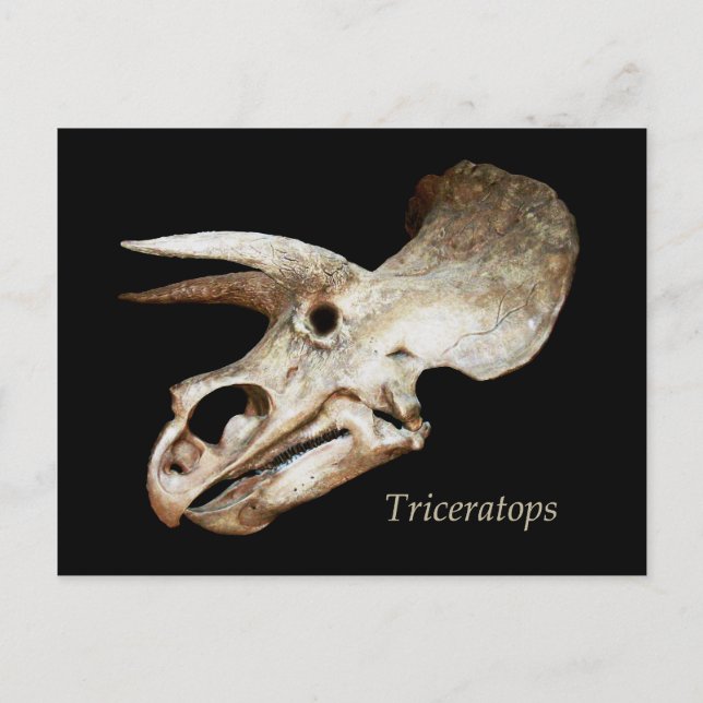 Cartão Postal Cartão-postal do Triceratops Skull (Frente)