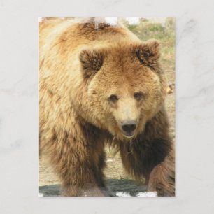 Cartão Postal Cartão-postal do urso Grizzly