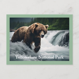 Cartão Postal Cartão-postal do urso Grizzly Yellowstone