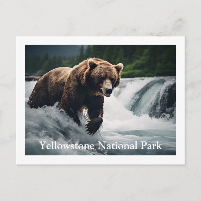 Cartão Postal Cartão-postal do urso Grizzly Yellowstone (Frente)