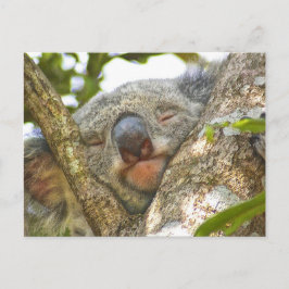 Cartão Postal Cartão-postal do Urso Koala Dormindo