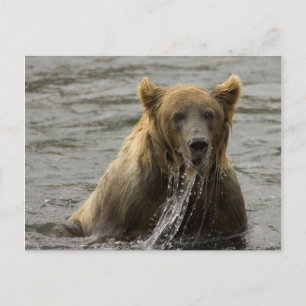 Cartão Postal Cartão-postal do urso-pardo pescando